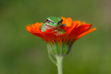 frog on a flower