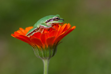 frog on a flower