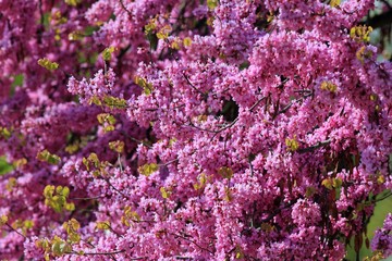 Cercis siliquastrum branches with pink flowers in spring