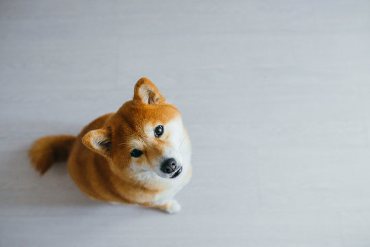 Shiba Inu Dog Sitting On A Wooden Floor Looking Up. Photo Taken From Above.