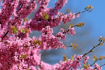 Cercis siliquastrum branches with pink flowers in spring