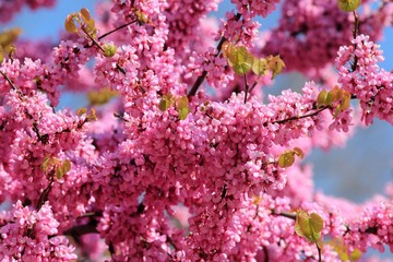 Cercis siliquastrum branches with pink flowers in spring