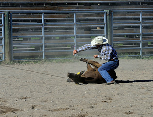 Rodeo contestant makes quick work of tying this calf.