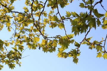 Young leaves on tree branches in spring