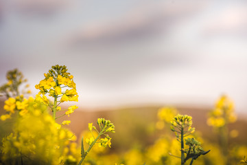 Obraz premium Selective focus on blooming rapeseed field in spring and summer, Blooming canola flowers close-up