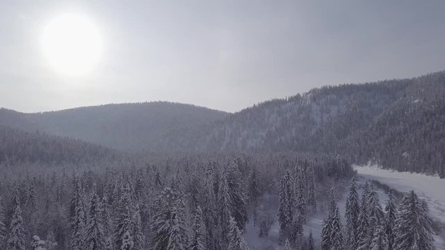Winter forest Mountain Shoria D-log