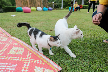 Two cute cats In the garden