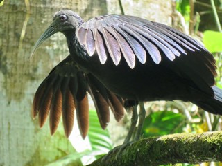 green ibis bird with wings out