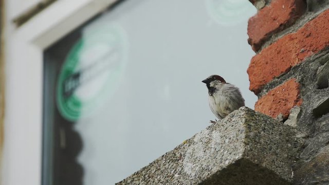 sparrow on a windowsill with takeoff