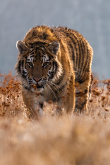 Siberian Tiger running. Beautiful, dynamic and powerful photo of this majestic animal. Set in environment typical for this amazing animal. Birches and meadows