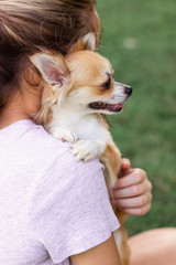 A small dog sits on the girl’s shoulder and puts his paws on his shoulder.  Girl with long blonde hair holds on the shoulder of a small chihuahua