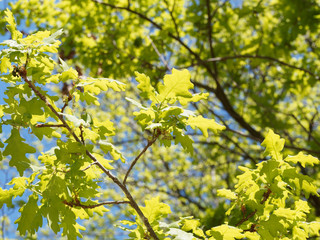 (Quercus robur) Chêne pédonculé ou chêne blanc au feuillage vert-jaune à vert foncé...