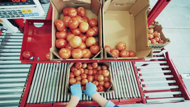 Close up of tomatoes being put into carton boxes