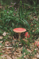 red mushroom in the forest