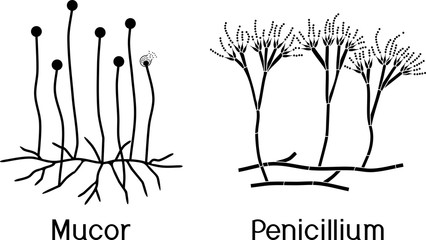 Mucor and Penicillium isolated on white background