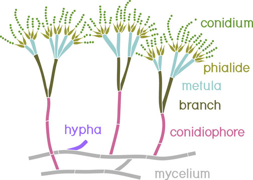 Structure Of Penicillium. Mycelium With Conidiophore And Conidium Isolated On White Background