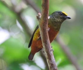 olive-backed euphonia bird in a tree
