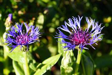 Purple Flower

