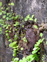 fern on the rock