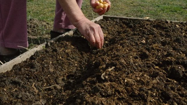 Planting onions in a row in an organic garden with a senile hand in the ground