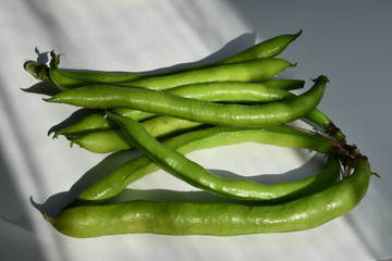 Fava Maggio