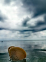 Seashells on the beach with clouds