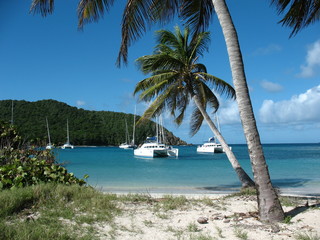 tropical beach with palm trees and boats
