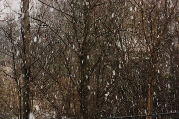 Snow in the forest in winter view 
