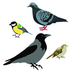 set of birds: great tit crow, sparrow, pigeon,