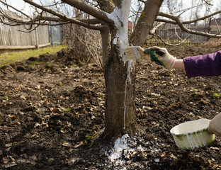 Painting a tree trunk with whitewash using a brush