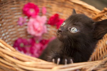 kitten in basket wit flowers