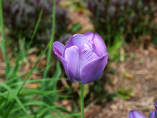 Purple tulips with green background.