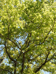 (Quercus robur) Chêne pédonculé ou chêne blanc
