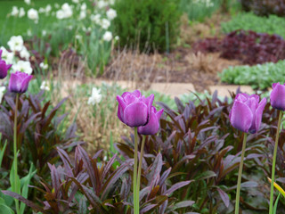 Purple tulips with green background.