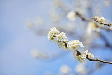 branch of cherry blossom over blue sky in spring