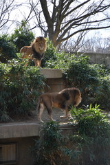 Obraz premium Lions at the Zoo