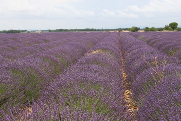 Fototapeta premium lavender field provence france