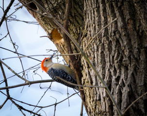 Red Bellied Woodpecker 