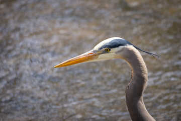 Blue Heron
