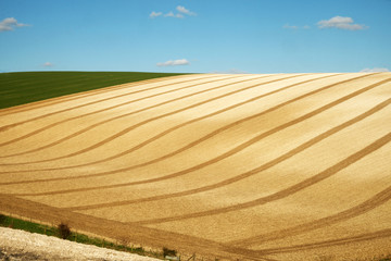 Curved lines of a ploughed field with a blue sky and white fluffy clouds of the rolling farmland in Sussex, England, UK