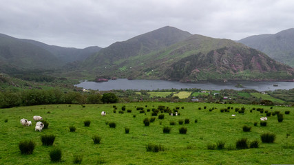 Fototapeta na wymiar Irish Countryside with Mountains and Sheep