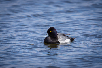Lesser Scaup