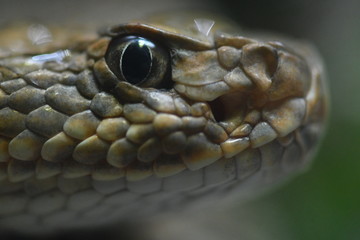 Obraz premium Snake Close-Up at the Zoo