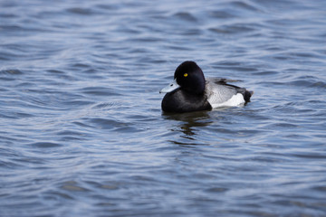 Lesser Scaup