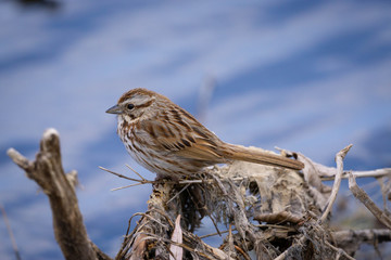 common sparrow