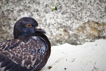 pigeon in Venice