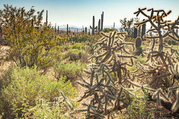Desert landscape along the Desert discovery trail at Saguaro National Park in Arizona, USA.  Features 175-200 year old Saguaro Cactus plants.
