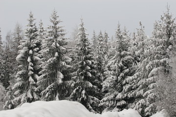 Obraz premium snow covered pine trees