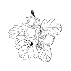 Vector illustration autumn bouquet of oak leaves and acorns, modern picture made by hand.Linear silhouette isolated on a white background.