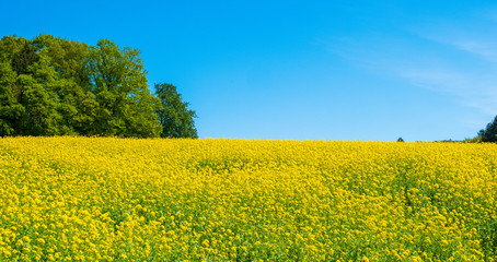Idyllisches Rapsfeld im Frühling